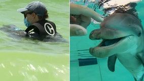 Baby dolphin rescued after becoming tangled in crab trap on Clearwater Beach nursed back to health