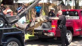 Watch: Tow truck hoists 400-pound gator captured in Texas neighborhood