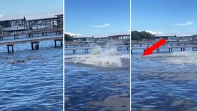 ‘Oh my gosh!’: Curious golden retriever in Alabama spooks manatees — and herself