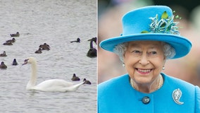 Queen Elizabeth II gifted Lakeland with pair of swans in 1957