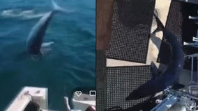 Video: Mako shark jumps onto fishing boat in Maine