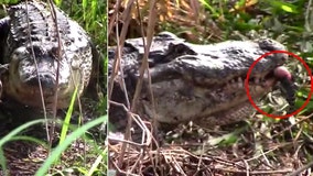 3-legged alligator mom carries babies in her mouth at Circle B Bar Reserve in Lakeland