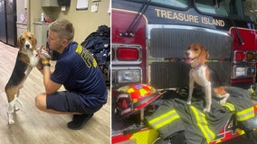 Treasure Island Fire Rescue adopts beagle puppy rescued from Virginia breeding facility