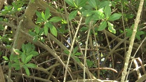 DEP warns developer for 'aggressive and excessive' trimming of mangroves on Sarasota Bay