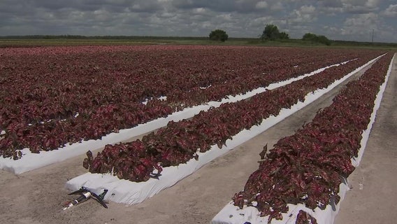 Take a tour of Zolfo Springs Classic Caladiums flower farm
