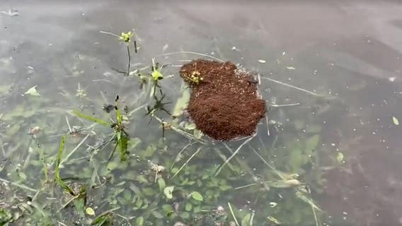 Watch out: Fire ants lurking in Orlando floodwaters