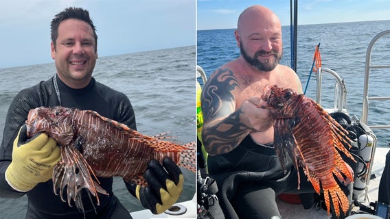 Over 25,000 invasive lionfish removed from Florida's waters during three-month state challenge