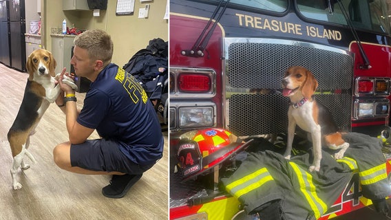 Treasure Island Fire Rescue adopts beagle puppy rescued from Virginia breeding facility