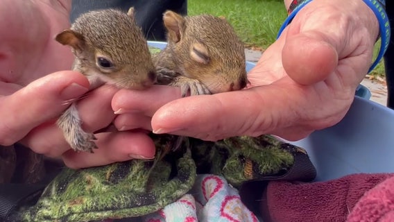 How you can help baby squirrels separated from their mother during storms