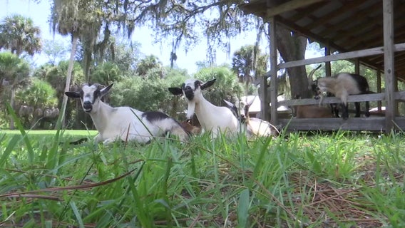 Nearly 200 acres of Old Miakka land to be preserved as developments push East in Sarasota County