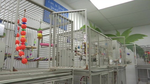 More than 25 parrots stolen from Punta Gorda rescue group
