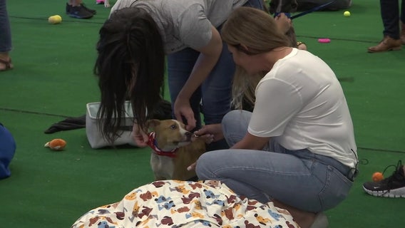 'Snuggle delivery' at St. Pete business helps find multiple rescue animals new homes