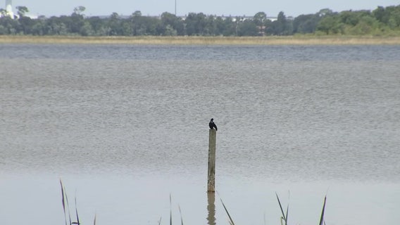 Blue-green algae bloom found on Lake Henry in Winter Haven, health officials say