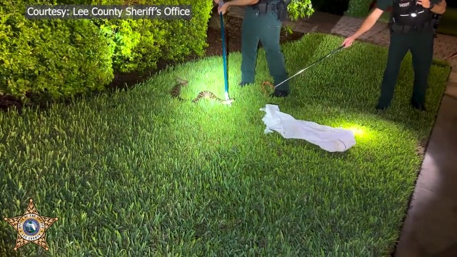 Video: Deputy wrangles rattlesnake outside Florida home