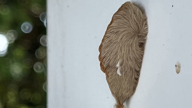 Venomous puss caterpillars spotted in Central Florida