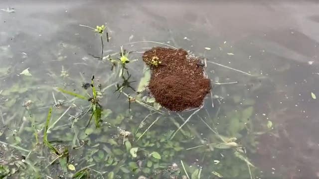 Watch out: Fire ants lurking in Orlando floodwaters