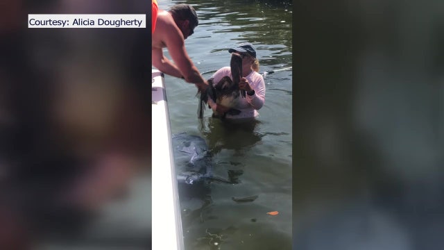 Terra Ceia residents hope for change as more injured pelicans get stuck in rookery near Skyway Fishing Pier