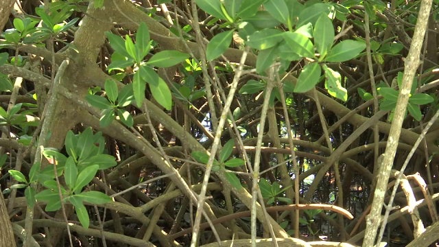 DEP warns developer for 'aggressive and excessive' trimming of mangroves on Sarasota Bay
