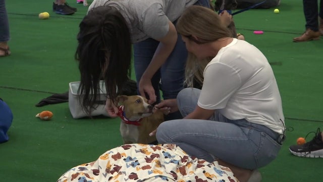 'Snuggle delivery' at St. Pete business helps find multiple rescue animals new homes