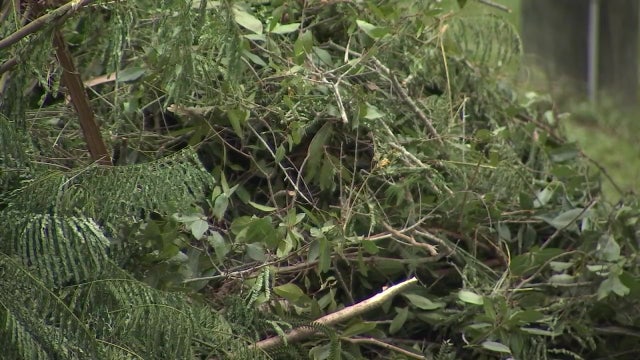 Curbside debris pickup after Hurricane Ian: Dates, locations and what's accepted