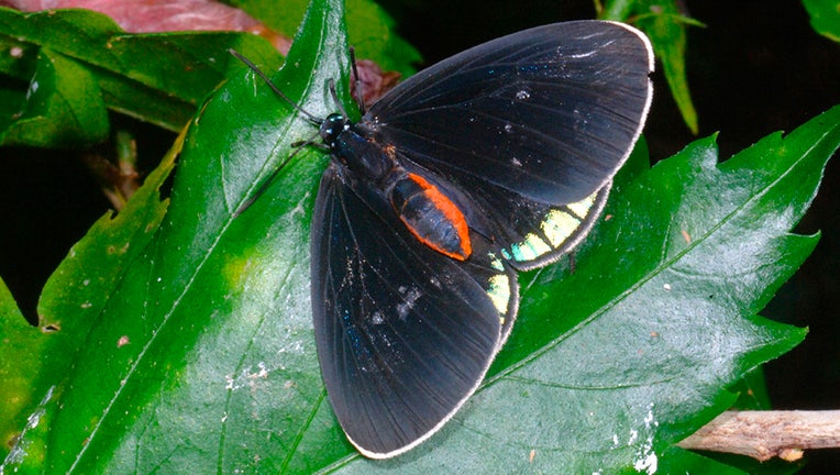 Photo: Atala butterfly rests on a leaf.