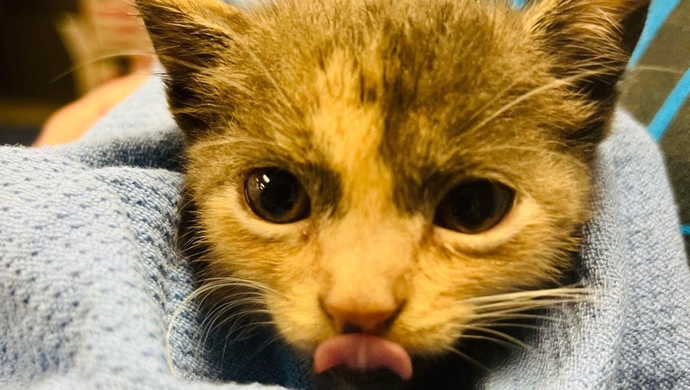 Two Tampa Police officers rescued a kitten during the height of Hurricane Ian. Photo is courtesy of the Tampa Police Department.