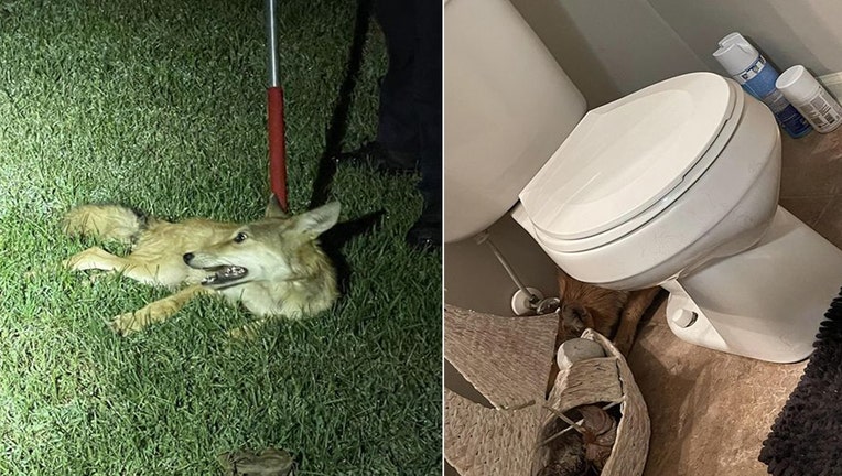 A coyote wandered into an Ohio's family's home and hid behind their commode. Photos courtesy of the Trenton Police Department. 