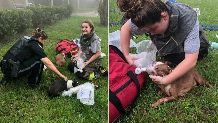Photo: Side-by-side photos from Columbia County Fire Rescue show firefighters treating the puppies for smoke inhalation after rescuing them from a burning home. An Amazon driver had noticed the house on fire and called 911.