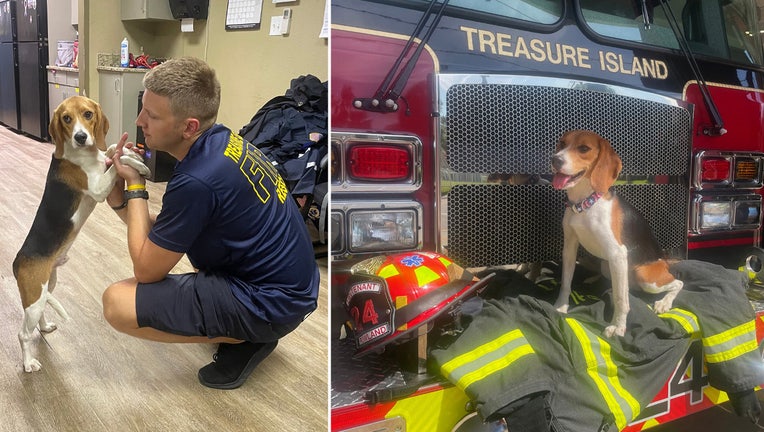 Photo: Photo: Treasure Island Fire Rescue adopted an 8-month-old beagle puppy, one of the 4,000 dogs rescued from a Virginia research and breeding facility.