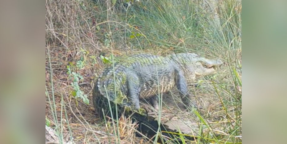 APRIL COOKS \"THERE'S AN ALLIGATOR IN MY〜 April Cooks 