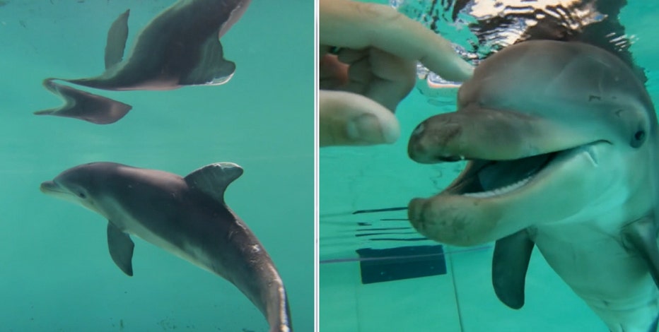 Baby dolphin rescued after becoming tangled in crab trap on Clearwater  Beach nursed back to health