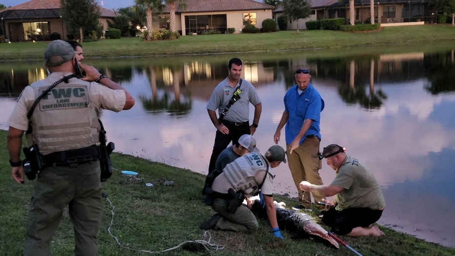FWC traps a nearly 8-foot alligator they say attacked a 77-year-old Bradenton woman. Courtesy: Gordon Silver. 