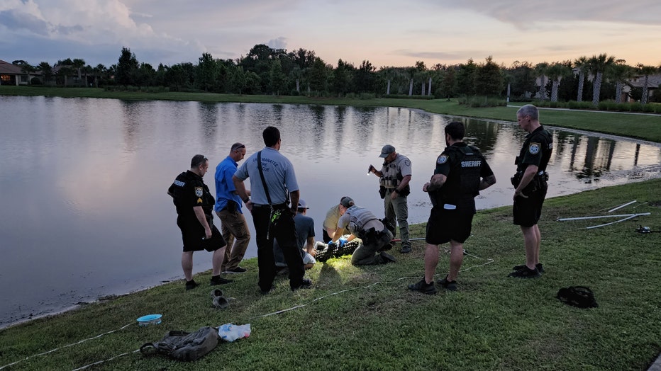 A witness to the gator attack kept an eye on the animal, which was captured by FWC. Courtesy: Gordon Silver.