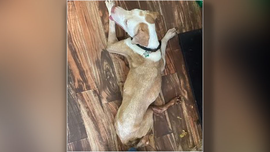 Rescued dog lying on hardwood floor. 