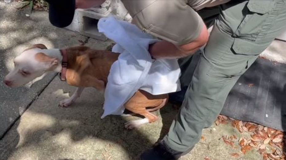 One of the rescued dogs getting toweled off.