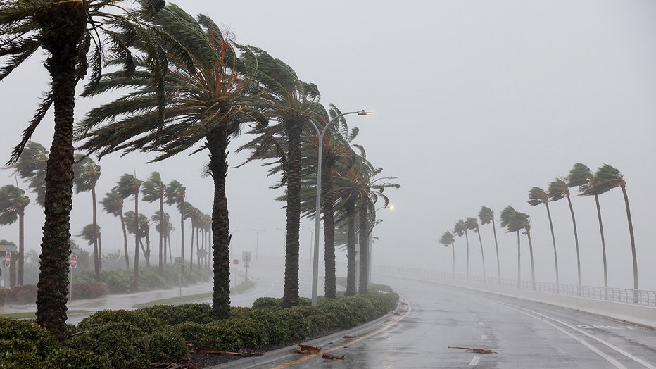 SARASOTA, FLORIDA - SEPTEMBER 28: Palm trees blow in the wind from Hurricane Ian on September 28, 2022 in Sarasota, Florida. Ian is hitting the area as a likely Category 4 hurricane. (Photo by Joe Raedle/Getty Images)