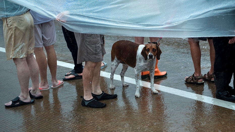 What you must do with pets throughout a hurricane emergency