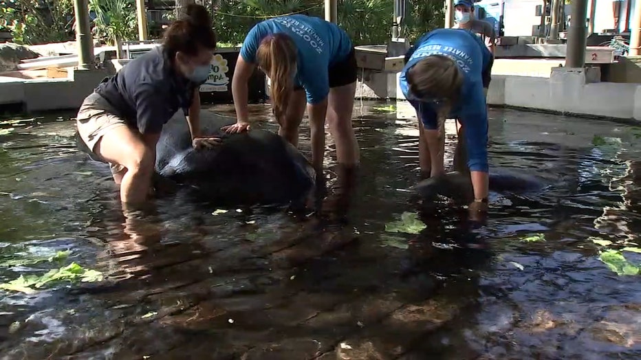 Photo: Manatee mom and her calf at ZooTampa