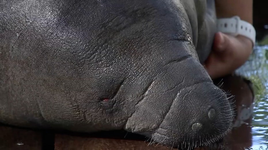 Photo: Close-up of manatee mom's snoot
