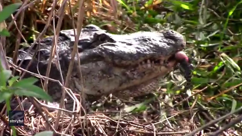 Photo: A hatchling is being carried inside a gator's mouth at the Circle B Bar Reserve in Lakeland, Fla.