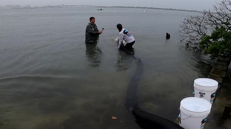 15,000 juvenile sea trout released into Sarasota Bay