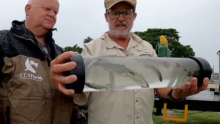 15,000 juvenile sea trout released into Sarasota Bay