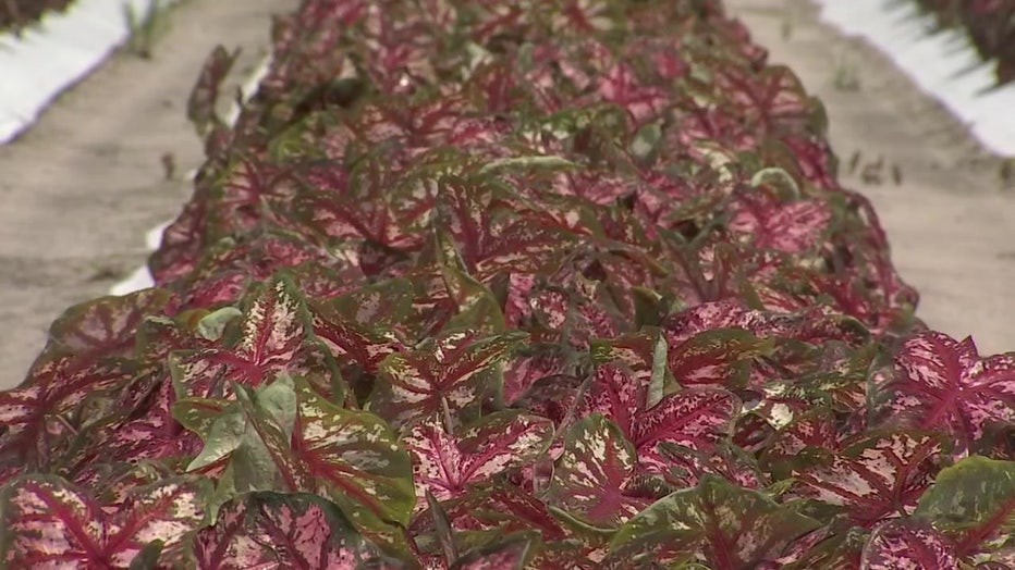 Close-up of caladiums