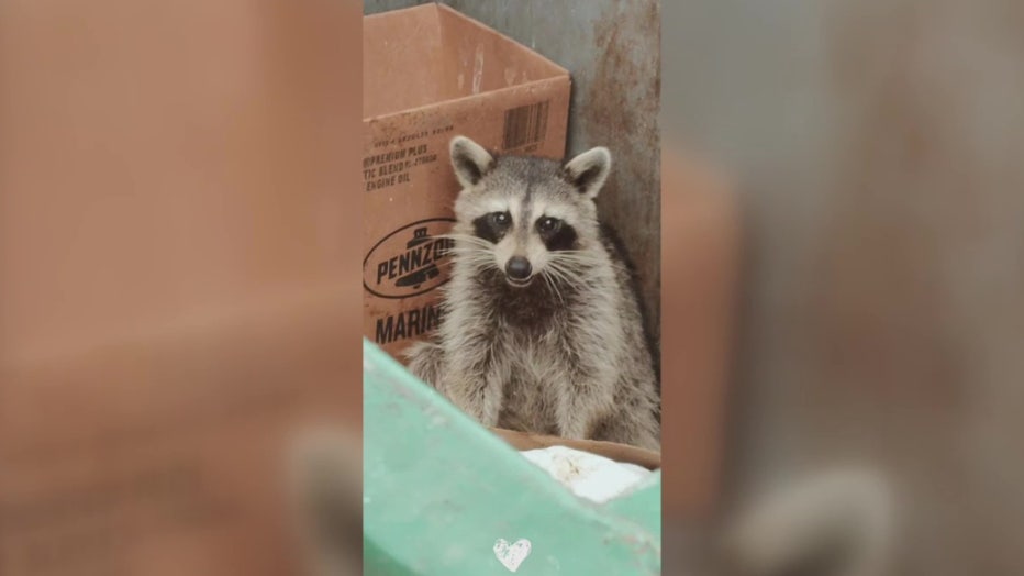 Deputies say a raccoon who has been nicknamed Rosie was stabbed with a pitchfork and burned alive.