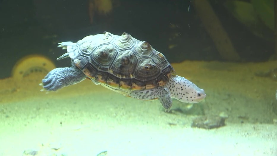 A turtle swims at the Upper Tampa Bay Conservation Park nature center.