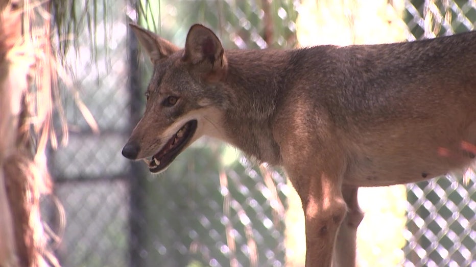 A red wolf stands near a chain-link fence at ZooTampa