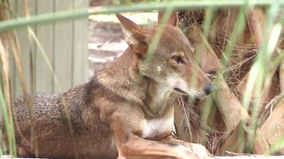 A red wolf lies down at ZooTampa.