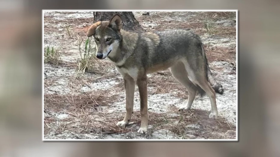 A red wolf pup stands in an enclosure at ZooTampa