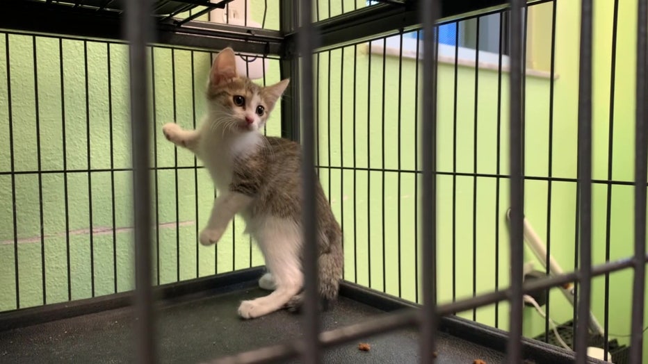 A kitten in need of adoption waits in a Manatee County shelter. 