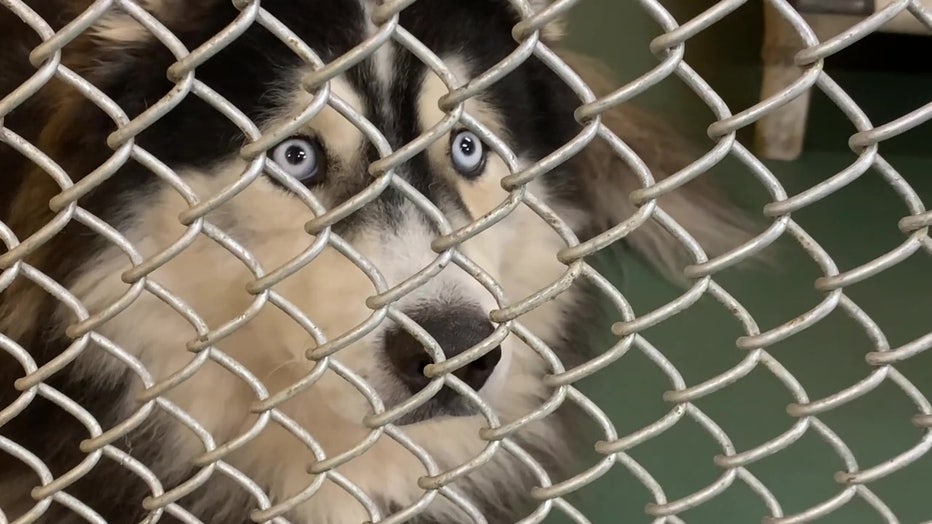 A dog waiting to be adopted stares out from a chain-link fence. 